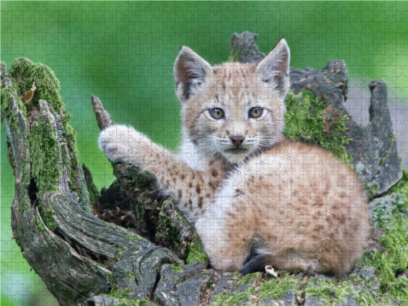 Luchs