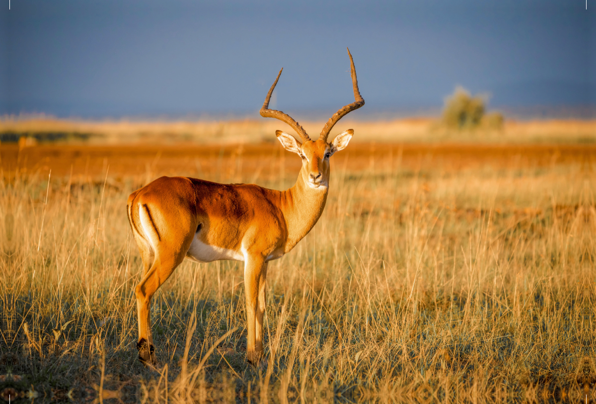 Impala-Antilope in der Savanne - Masai Mara