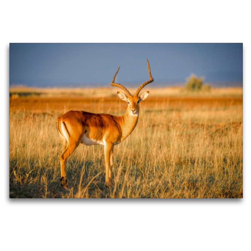 Impala-Antilope in der Savanne - Masai Mara