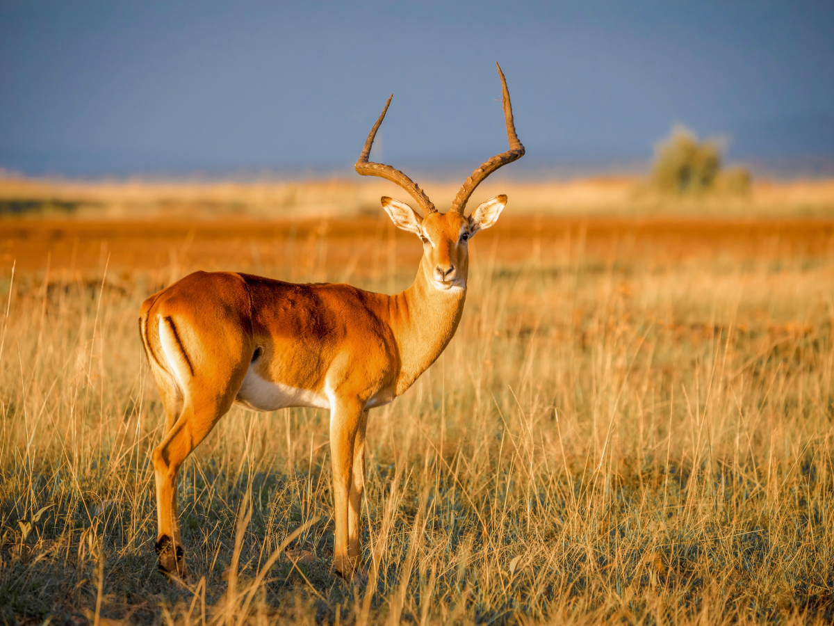 Impala-Antilope in der Savanne - Masai Mara