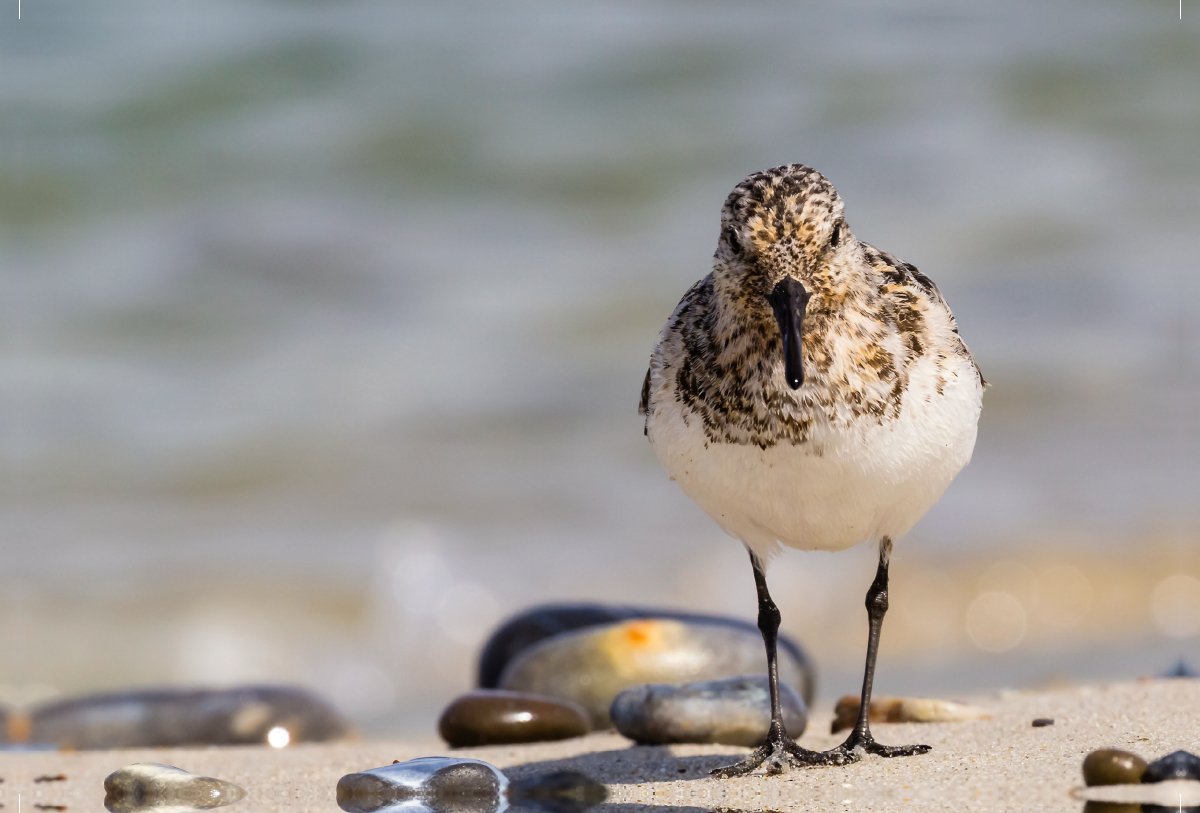 Sanderling - Calidris alba