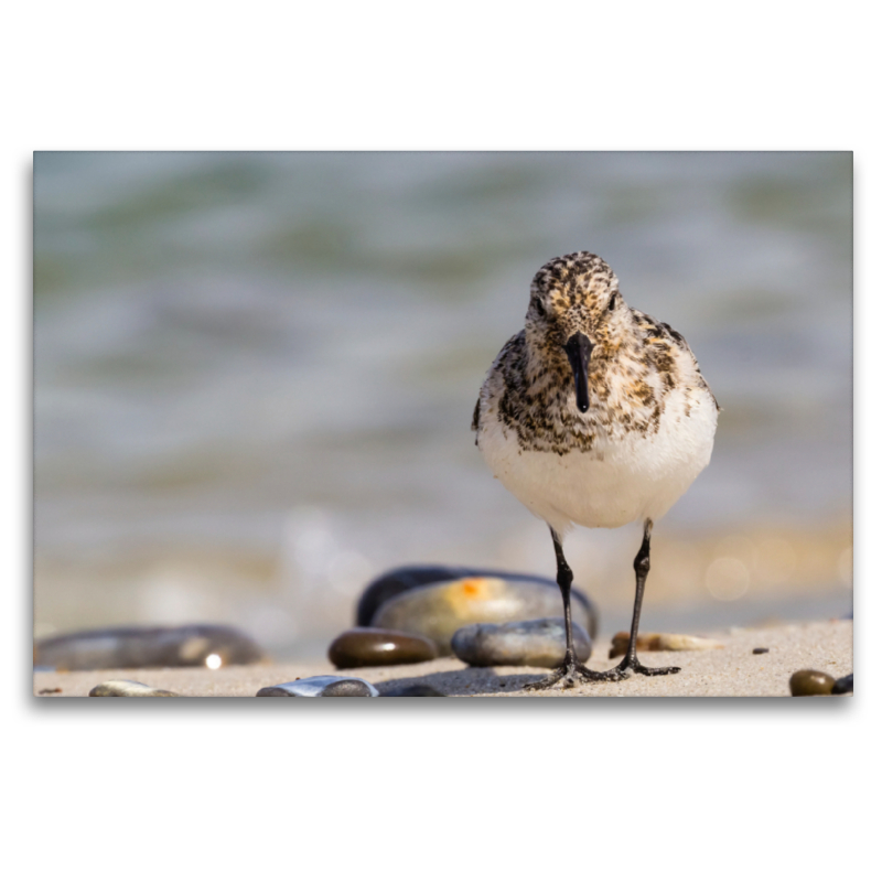 Sanderling - Calidris alba