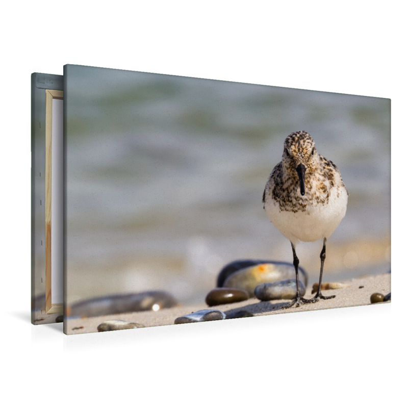 Sanderling - Calidris alba