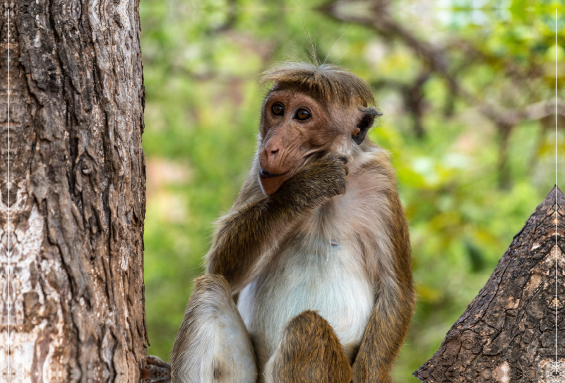 Ceylon Hutaffe (Macaca sinica)