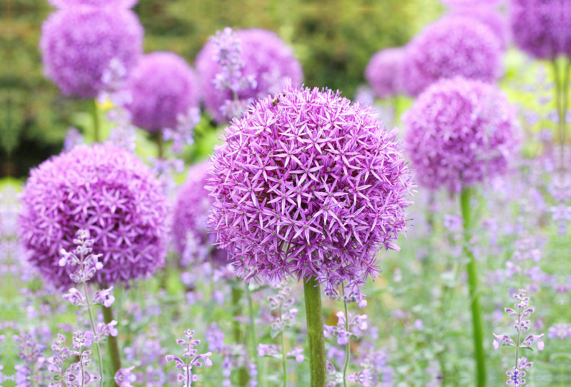 Allium Globemaster