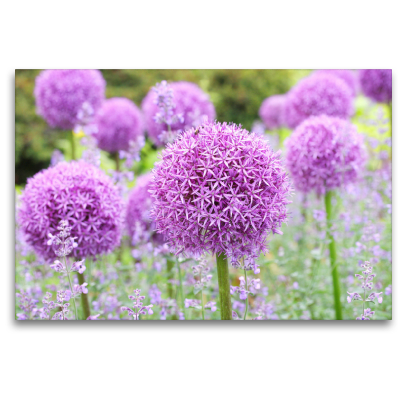 Allium Globemaster