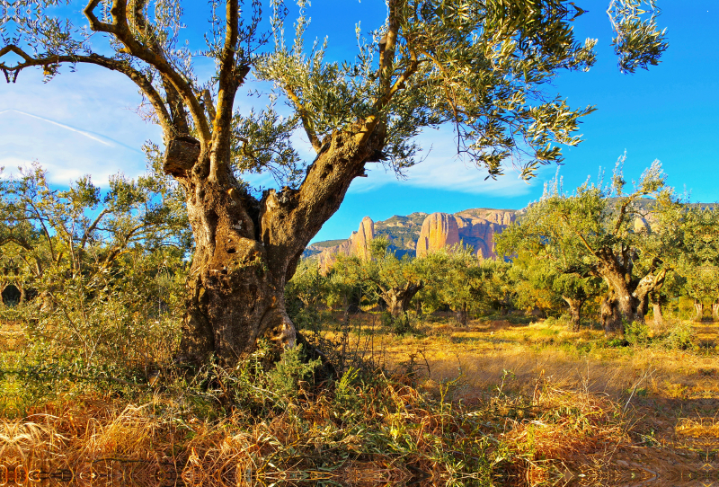 Mallos de Riglos