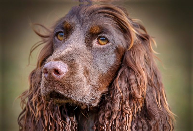 Arroganter Cocker Spaniel