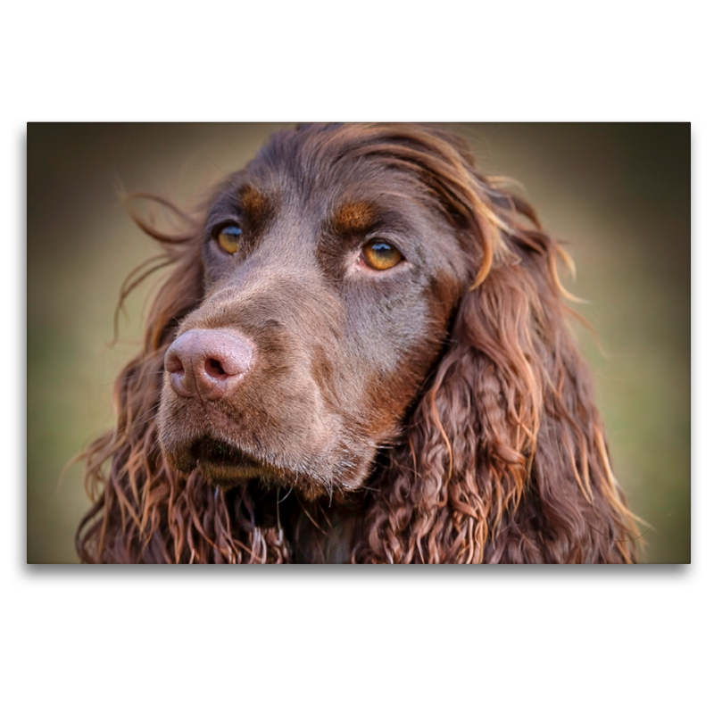 Arroganter Cocker Spaniel