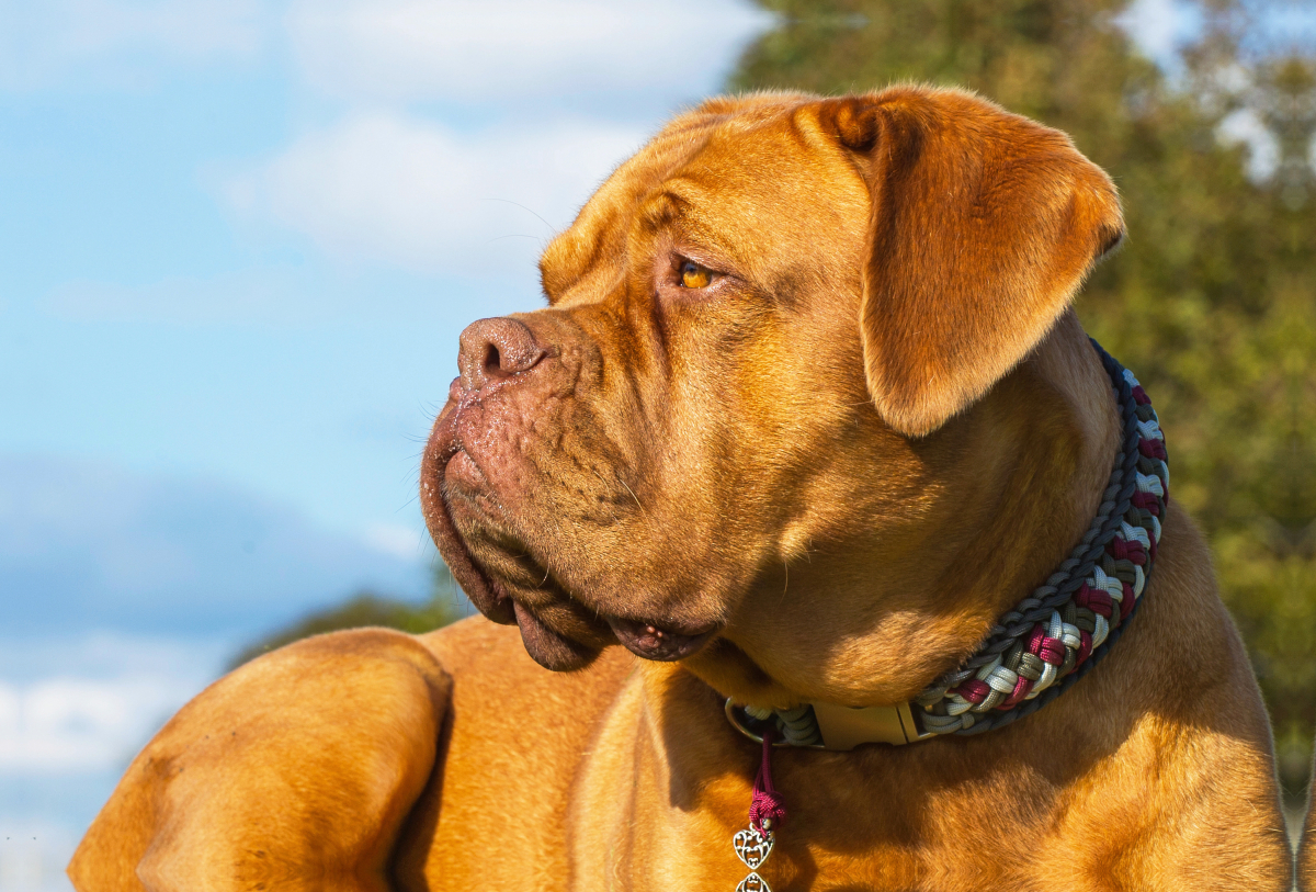 Ein Motiv aus dem Kalender Molosser - Giganten in der Welt der Hunde