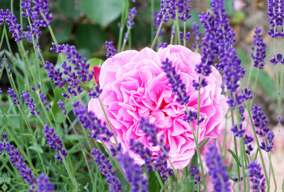 Rose im Lavendel