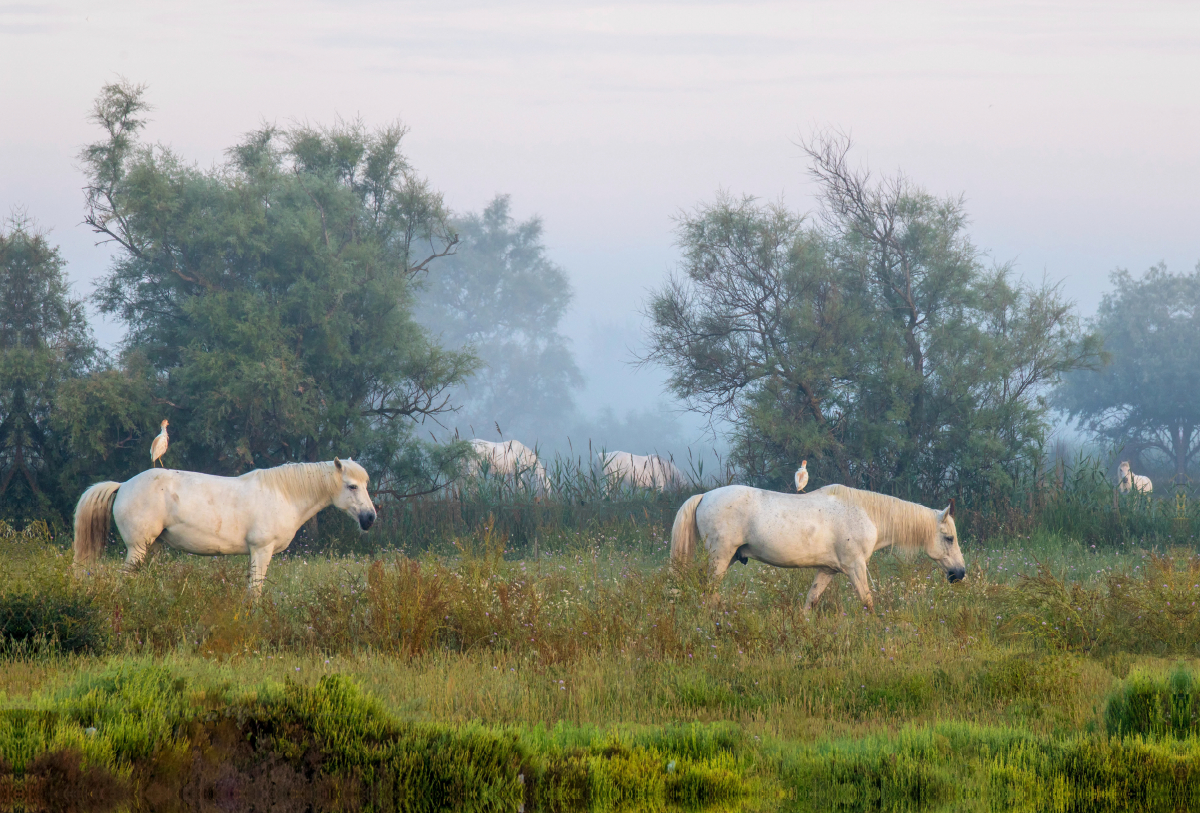 Ein Motiv aus dem Kalender Camargue - Der wilde Süden Frankreichs