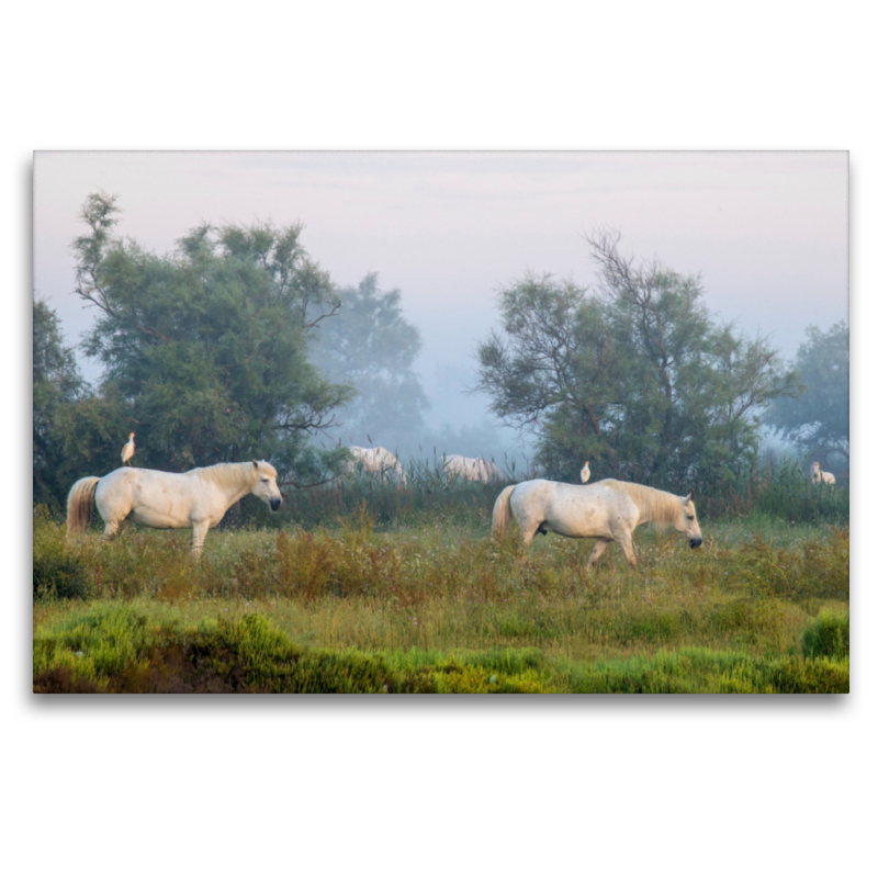 Ein Motiv aus dem Kalender Camargue - Der wilde Süden Frankreichs