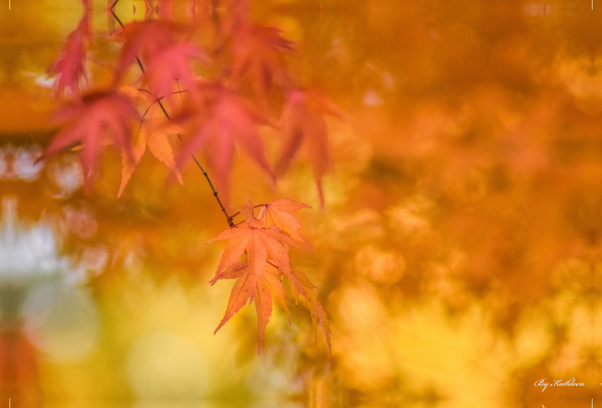 Ahornblätter im Herbst