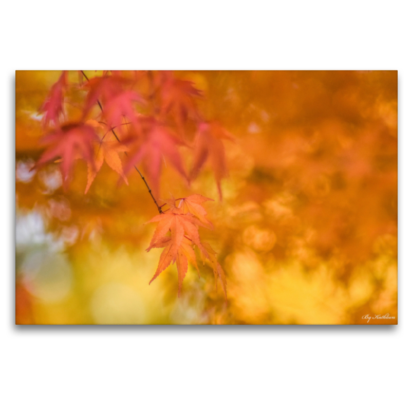 Ahornblätter im Herbst