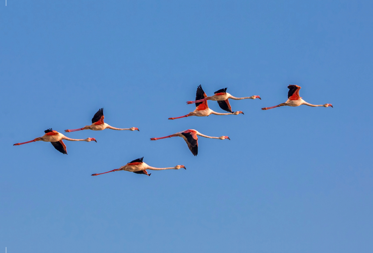 Fliegende Flamingos in der Camargue