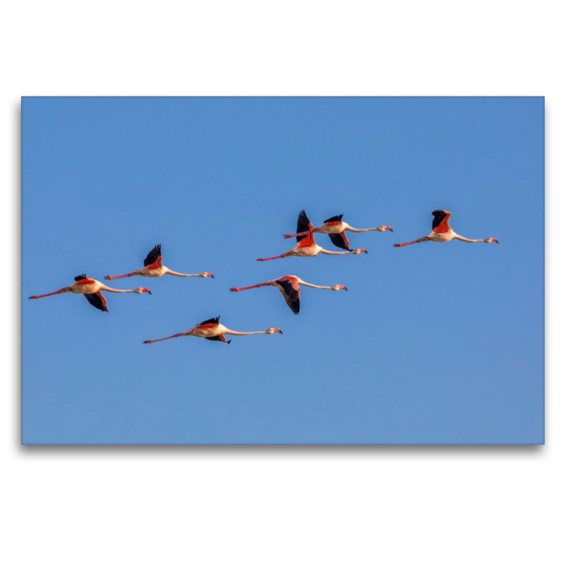 Fliegende Flamingos in der Camargue