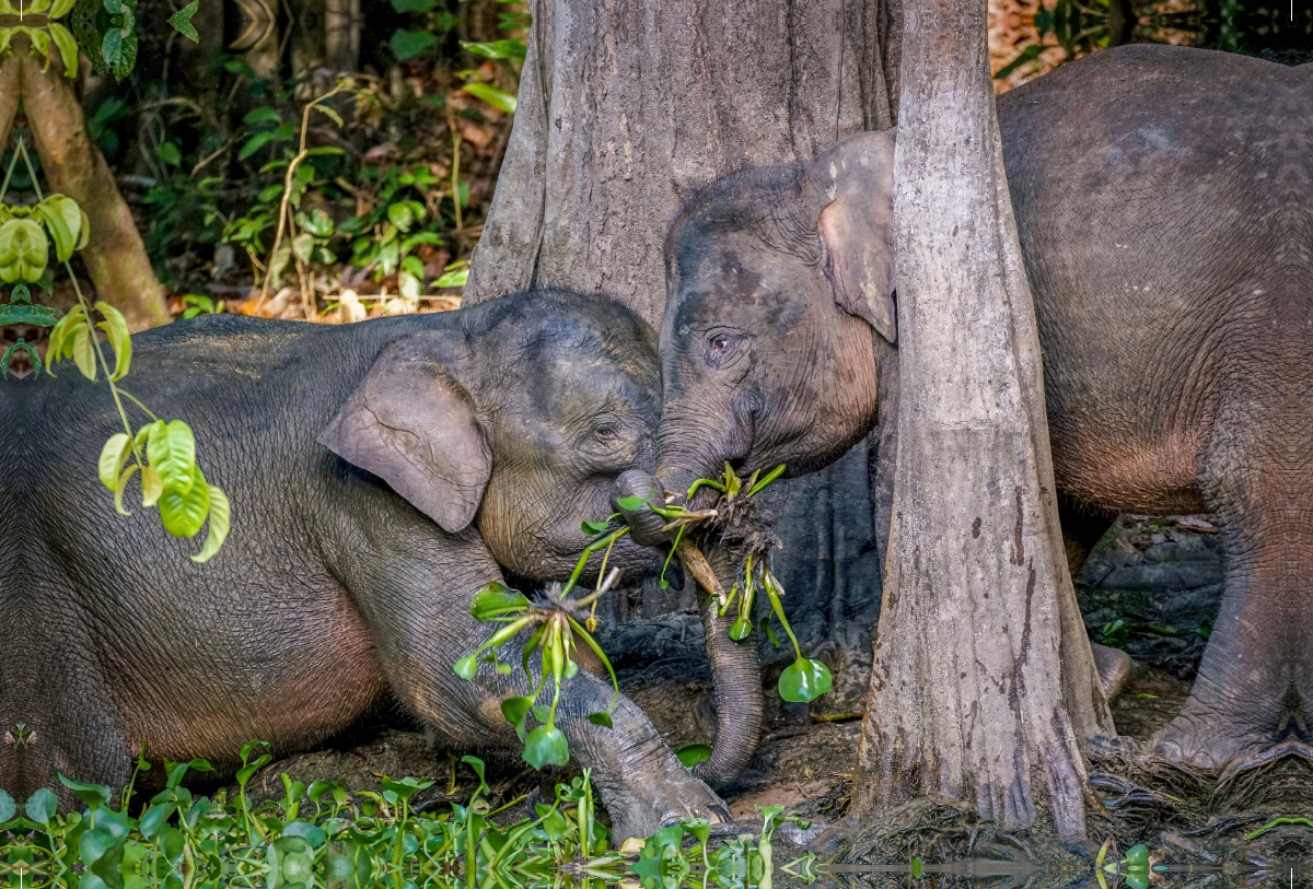 Borneo Zwergelefanten am Ufer des Kinabatangan River