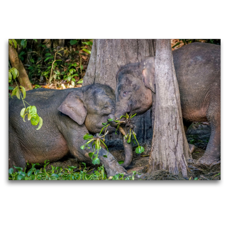 Borneo Zwergelefanten am Ufer des Kinabatangan River