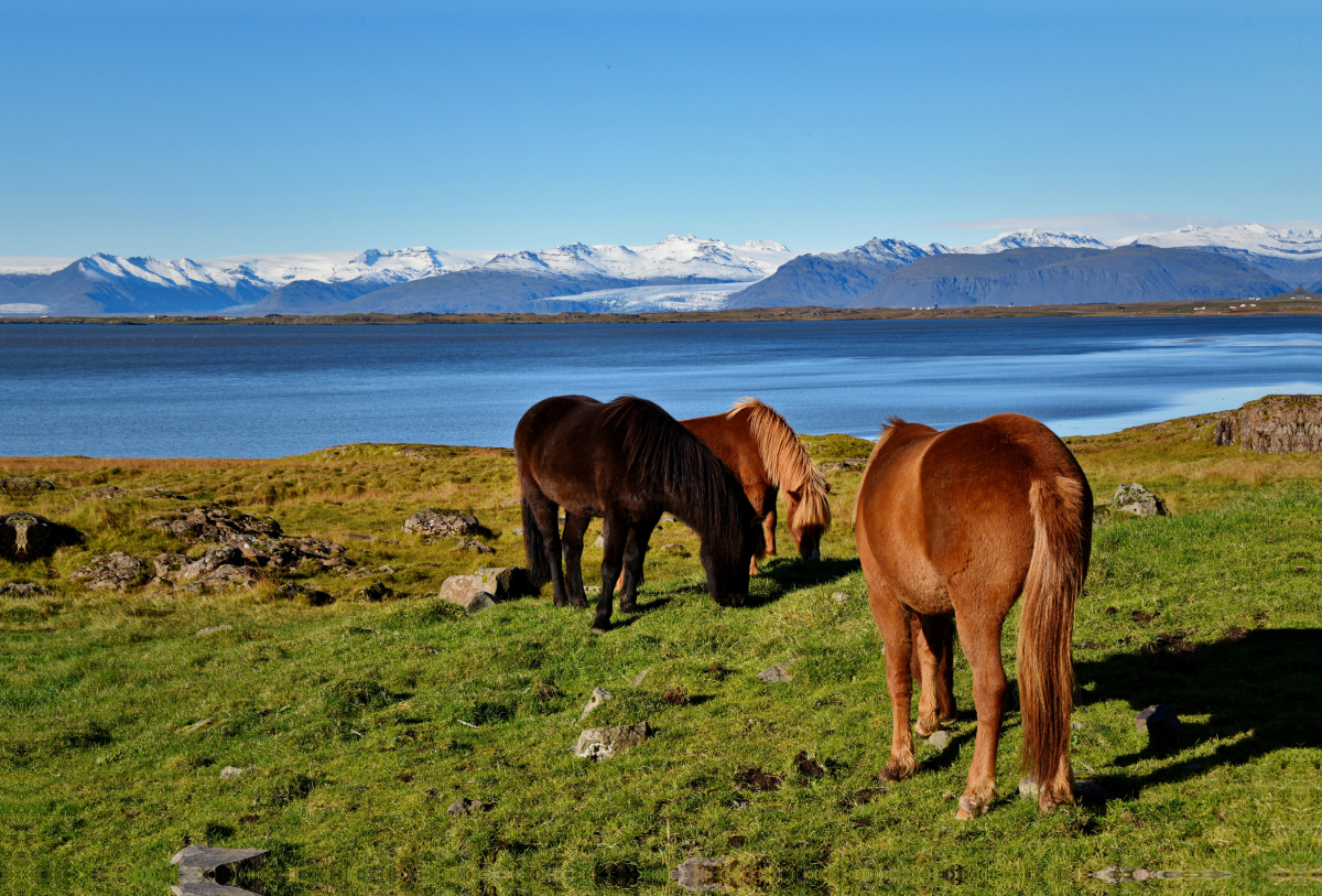 Islandpferde in Stokksnes