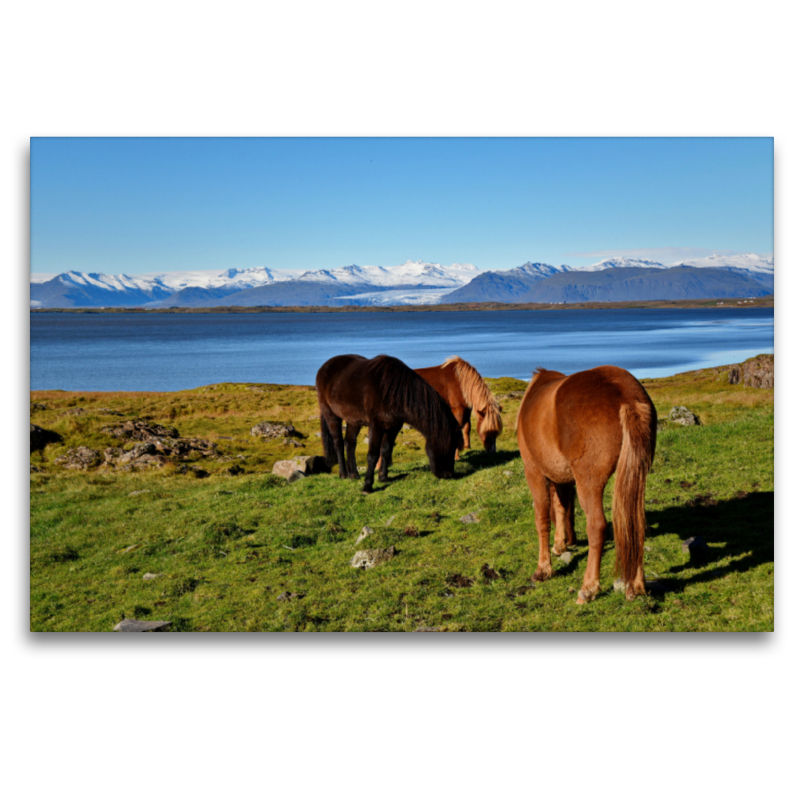 Islandpferde in Stokksnes