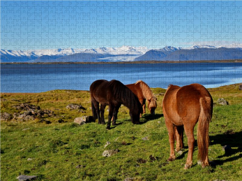 Islandpferde in Stokksnes