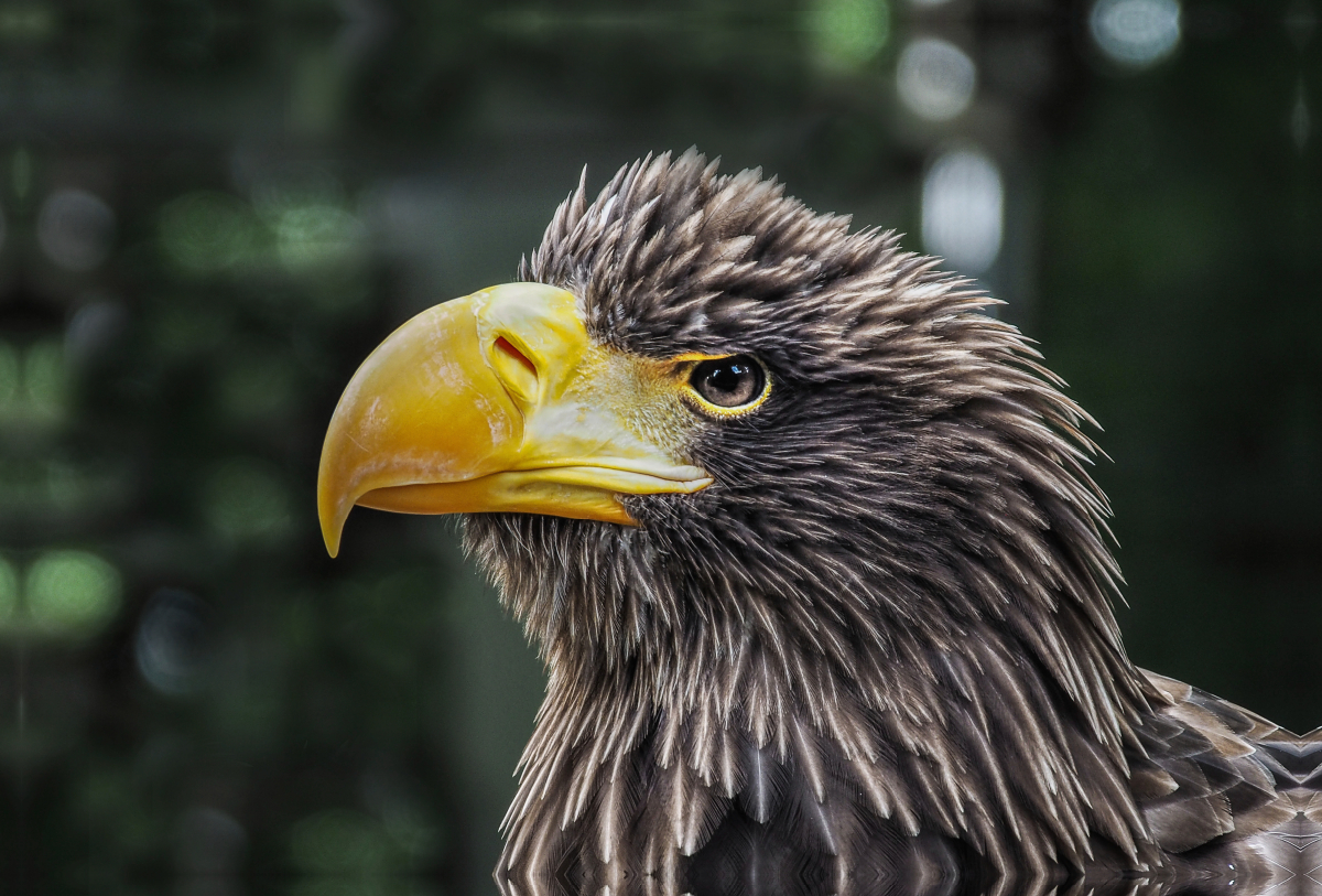 Seeadler