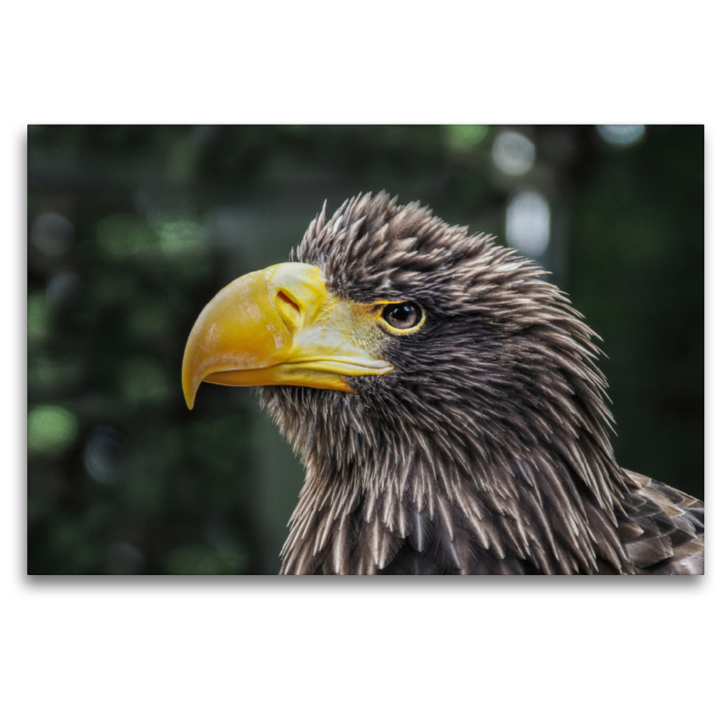 Seeadler