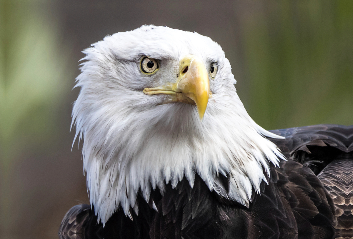 Weißkopfseeadler