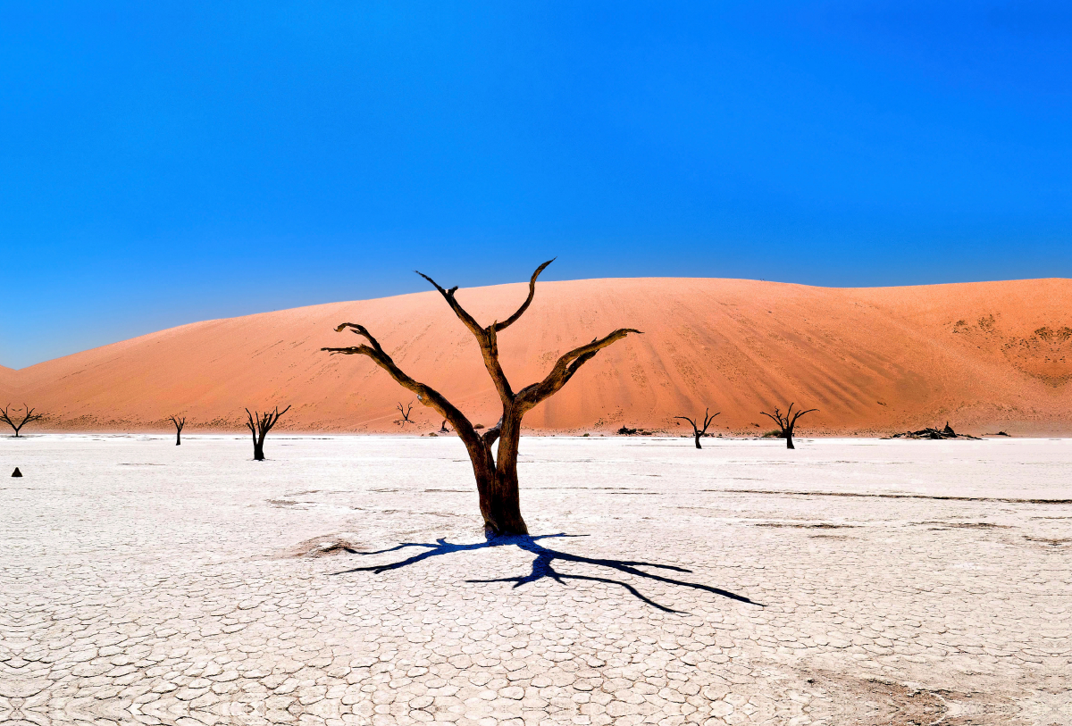 Dead Vlei