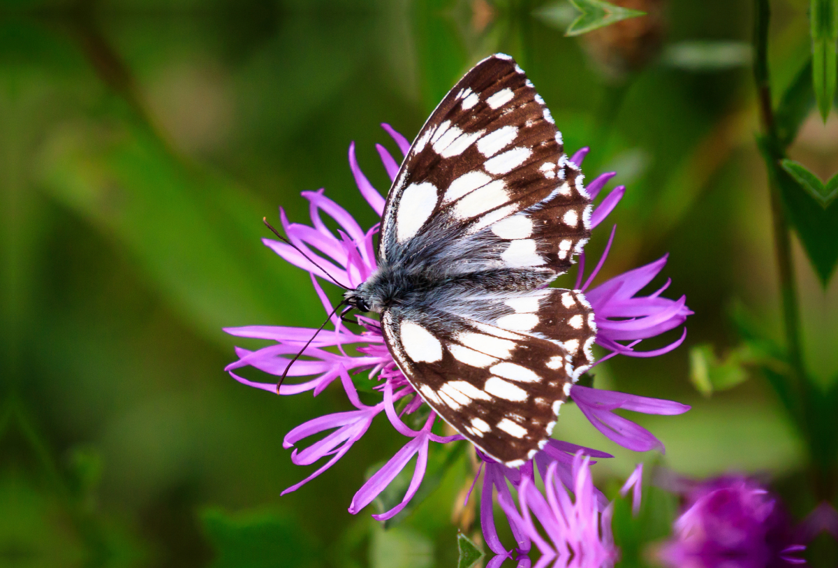 Schachbrettfalter