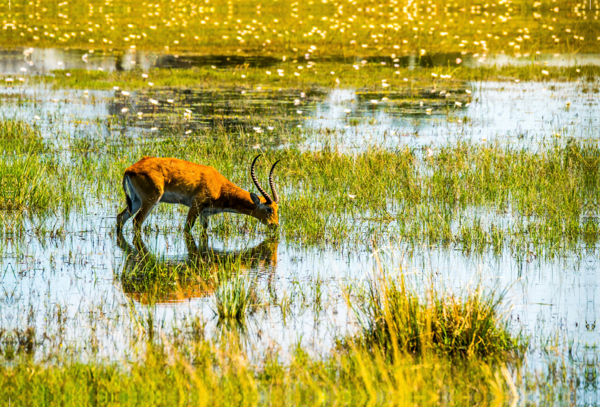 Letschwe Antilope (Bwabwata NP, Namibia)