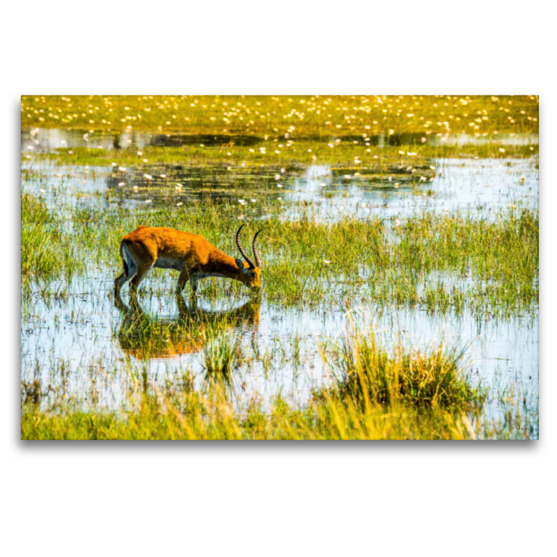 Letschwe Antilope (Bwabwata NP, Namibia)