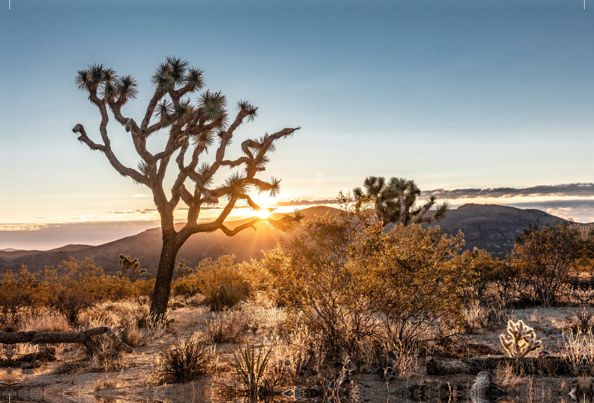 Joshua Tree National Park