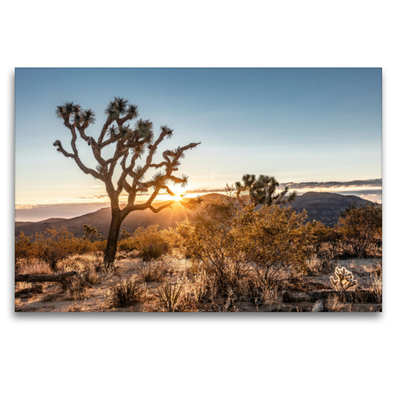 Joshua Tree National Park