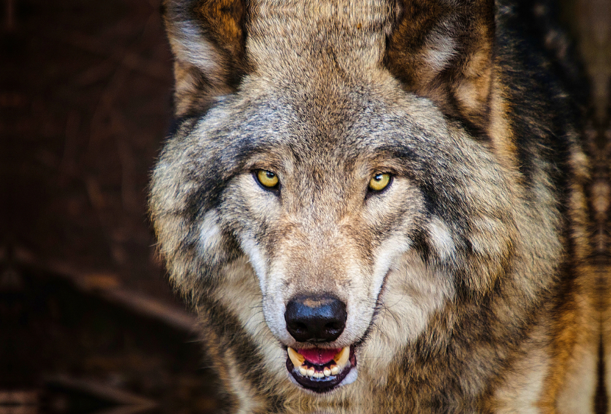 Meister Isegrim - Wolf