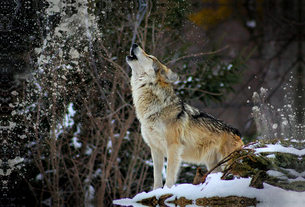 Wolf heult im Schnee