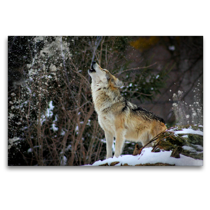 Wolf heult im Schnee