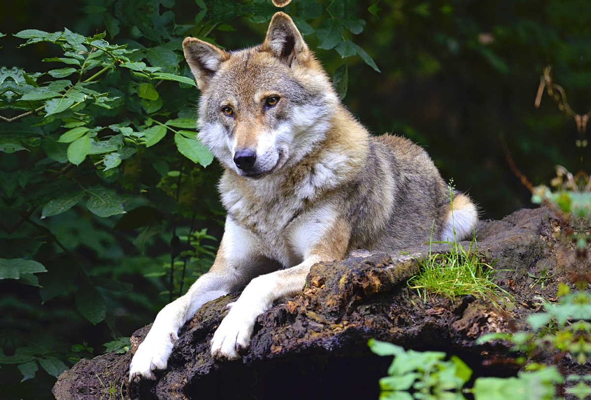 Wolf auf Beobachtungsposten