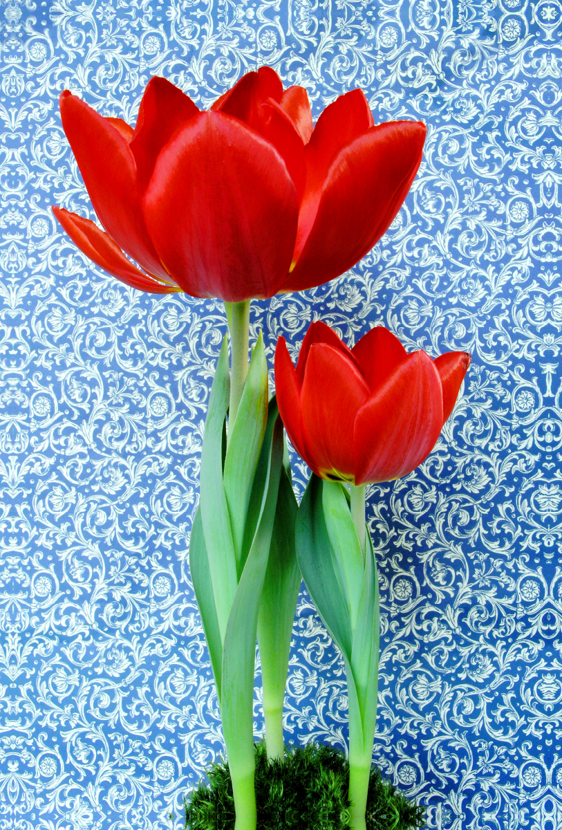 Zwei rote Tulpen