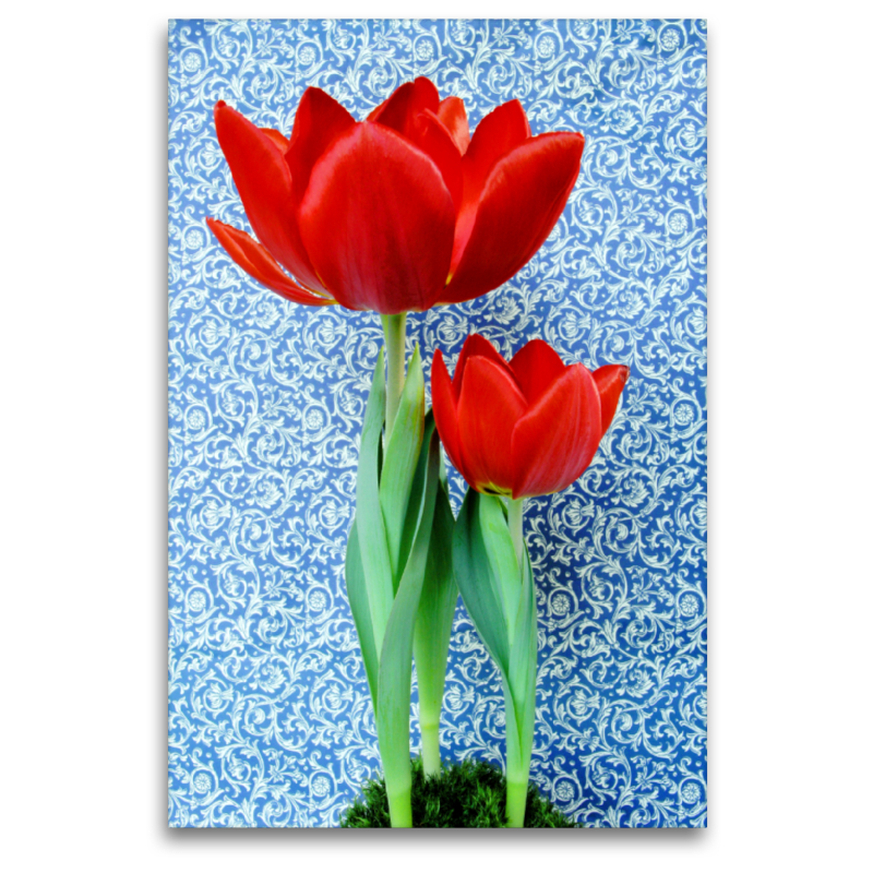 Zwei rote Tulpen