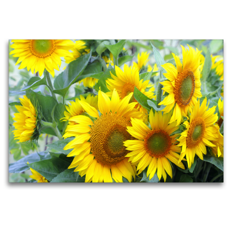 Sonnenblumen