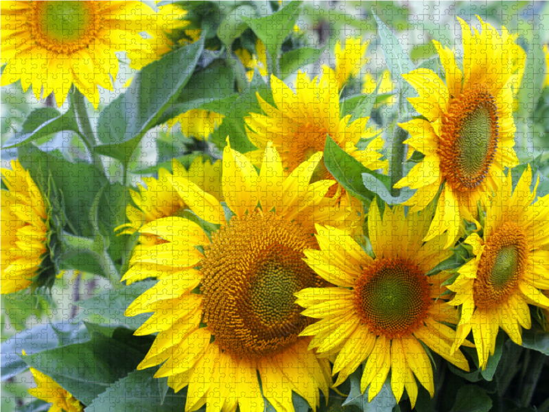 Sonnenblumen