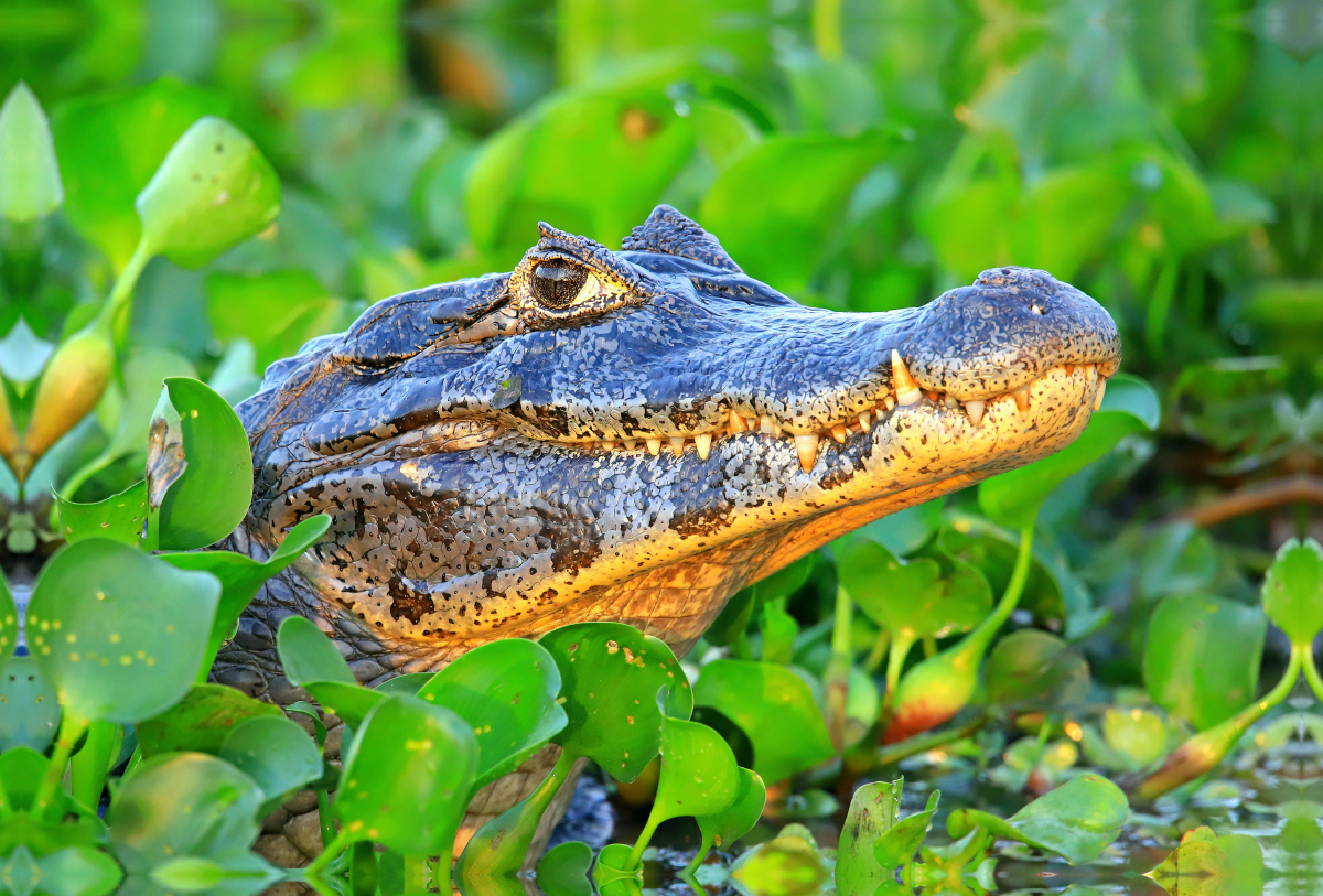 Brillenkaiman, Pantanal, Brasilien