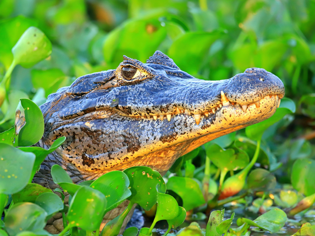 Brillenkaiman, Pantanal, Brasilien