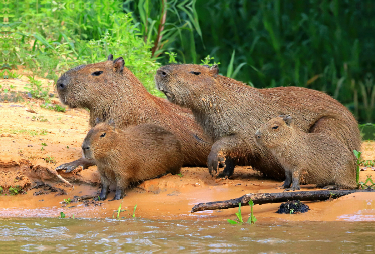 Wasserschweine, Rio Paraguay, Brasilien