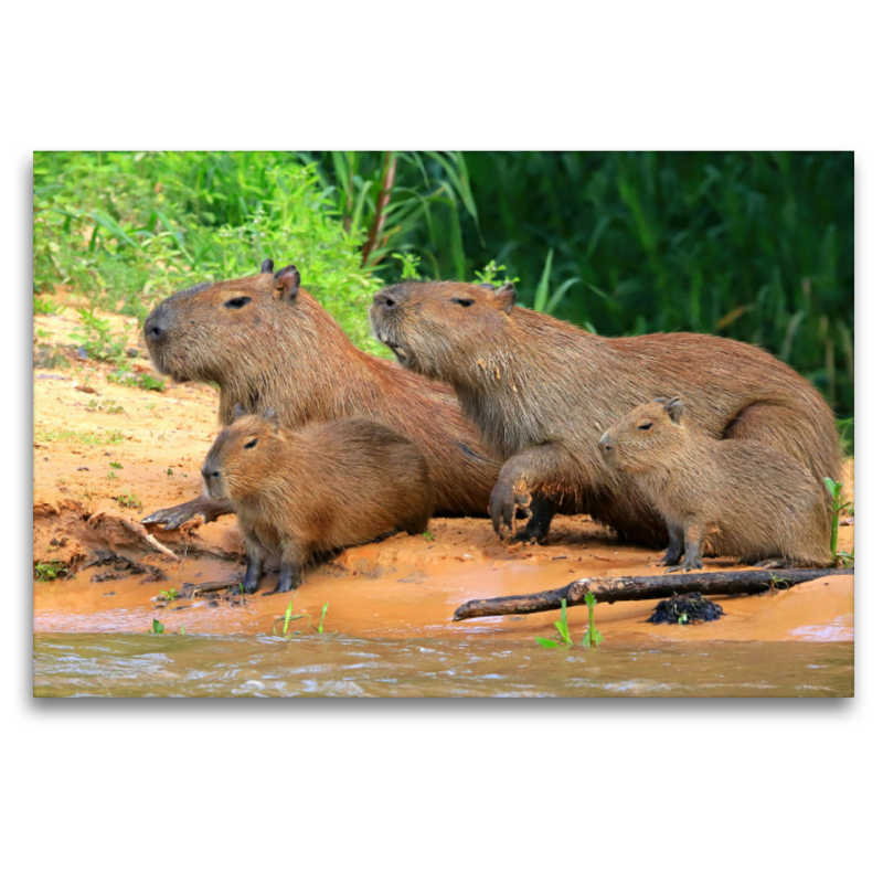 Wasserschweine, Rio Paraguay, Brasilien