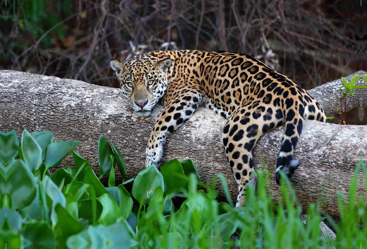 Jaguar, Rio Paraguay, Brasilien