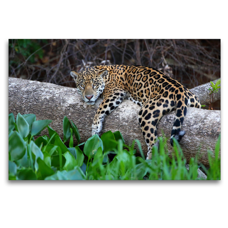 Jaguar, Rio Paraguay, Brasilien