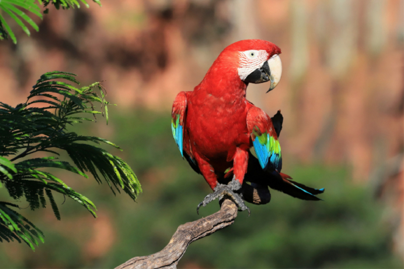 Grünflügel-Ara, Buraco das Araras, Bonito, Brasilien